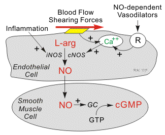L-arginin omdannes til Nitrogenoksid